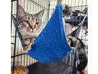 Adopt Graffiti a Gray, Blue or Silver Tabby Domestic Shorthair / Mixed (short