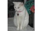 Adopt Luna a White Domestic Shorthair / Mixed (short coat) cat in Naples