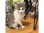 Adopt Market a Domestic Medium Hair