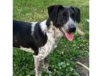 Adopt Ace a Australian Cattle Dog / Mixed dog in Greenfield, IN (38485788)