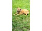 Adopt May a German Shepherd Dog