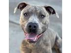 Adopt Zelo a Tan/Yellow/Fawn Pit Bull Terrier / Mixed dog in Long Beach