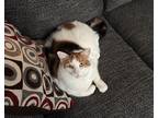 Adopt Lana a Calico (medium coat) cat in Half Moon Bay, CA (38536401)