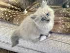 Blue Mitted Mink Male