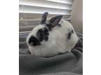 Adopt *Asmodeus* a Mini Rex / Mixed rabbit in Salt Lake City, UT (38515821)