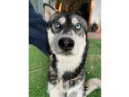 Adopt CHLOE a Husky