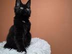 Mainecoon Black Girl