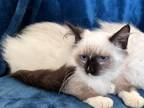 Ragdoll Males