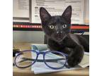 Adopt Maynard a All Black Domestic Shorthair / Mixed cat in Fort Worth