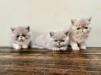 Exotic Shorthair Babies