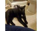 Adopt Nicky a Domestic Shorthair / Mixed cat in Potomac, MD (38485798)