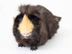 Adopt Freddy a Black Guinea Pig / Guinea Pig / Mixed (short coat) small animal
