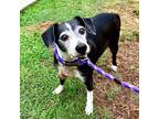 Adopt Vonnie a Black - with White Terrier (Unknown Type, Medium) / Mixed dog in