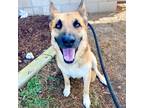 Adopt Ronaldo a Red/Golden/Orange/Chestnut - with White German Shepherd Dog /