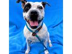 Adopt Daisy a White - with Black Staffordshire Bull Terrier / Mixed dog in Costa