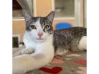 Adopt George a Gray or Blue Domestic Shorthair / Mixed cat in Kanab