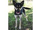 Adopt Molly a Shiba Inu, Mixed Breed