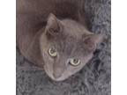 Adopt Nicky a Gray or Blue Domestic Shorthair / Mixed cat in Leesburg