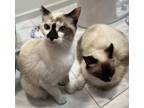 Adopt Siamese Sisters Rosie and Posie a Siamese