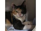 Adopt Callie a Calico
