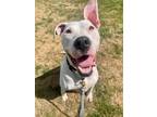 Adopt Beanie a White American Pit Bull Terrier / Mixed dog in West Allis