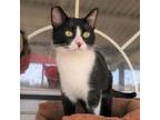 Adopt Rizzo a All Black Domestic Shorthair / Mixed cat in Yucaipa, CA (34090507)