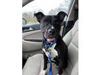 Adopt Ruby (Flute) a Black American Pit Bull Terrier / Mixed dog in Baton Rouge