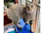 Adopt Strawberry a Brown Tabby Domestic Shorthair (short coat) cat in Elkland