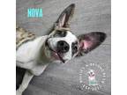 Adopt Nova a Dogo Argentino