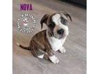 Adopt Nova a Dogo Argentino