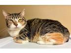 Adopt Margarita a Domestic Short Hair