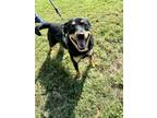 Adopt Ben a Black - with Brown, Red, Golden, Orange or Chestnut Shepherd