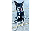 Adopt Mattie a Black - with Tan, Yellow or Fawn German Shepherd Dog / Australian