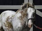 Adopt Apache a Roan Appaloosa horse in Nicholasville, KY (36288501)