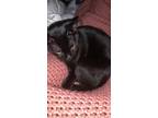 Adopt Augustus Foster a All Black Bombay (short coat) cat in Pensacola