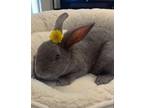 Adopt Definitely A Rabbit [Bonded Pair w/ Lola] a Beveren, Bunny Rabbit