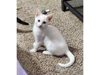 Adopt SKY a White Domestic Shorthair / Mixed (short coat) cat in Calimesa