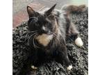 Adopt LUNA a Domestic Mediumhair / Mixed (long coat) cat in Calimesa