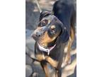 Adopt Jamie a Black - with Tan, Yellow or Fawn Doberman Pinscher / American Pit