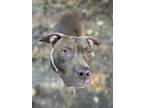 Adopt Café au lait a Brown/Chocolate - with White Pit Bull Terrier / Mixed dog