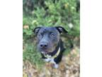 Adopt Maxwell House a Black Pit Bull Terrier / Mixed dog in Detroit