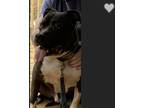 Adopt RIGGS a Black - with White Pit Bull Terrier / Mixed dog in