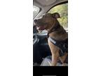 Adopt Pepper a Brindle Retriever (Unknown Type) / Great Dane / Mixed dog in