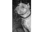 Adopt ADKINS a Red/Golden/Orange/Chestnut - with White Pit Bull Terrier / Mixed