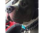 Adopt Tyson a Gray/Silver/Salt & Pepper - with White Pit Bull Terrier / Mixed