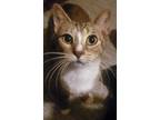 Adopt Tootsie a Brown Tabby American Shorthair (short coat) cat in Claridge