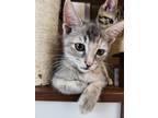 Adopt Gray Matter a Domestic Shorthair cat in Calimesa, CA (38328183)