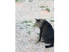 Adopt Tom Feral a Brown Tabby Domestic Mediumhair (short coat) cat in Oklahoma