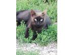 Adopt Jonny feral a Black (Mostly) Domestic Shorthair (short coat) cat in