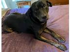 Adopt Archie a Black - with Tan, Yellow or Fawn Catahoula Leopard Dog / Mixed
